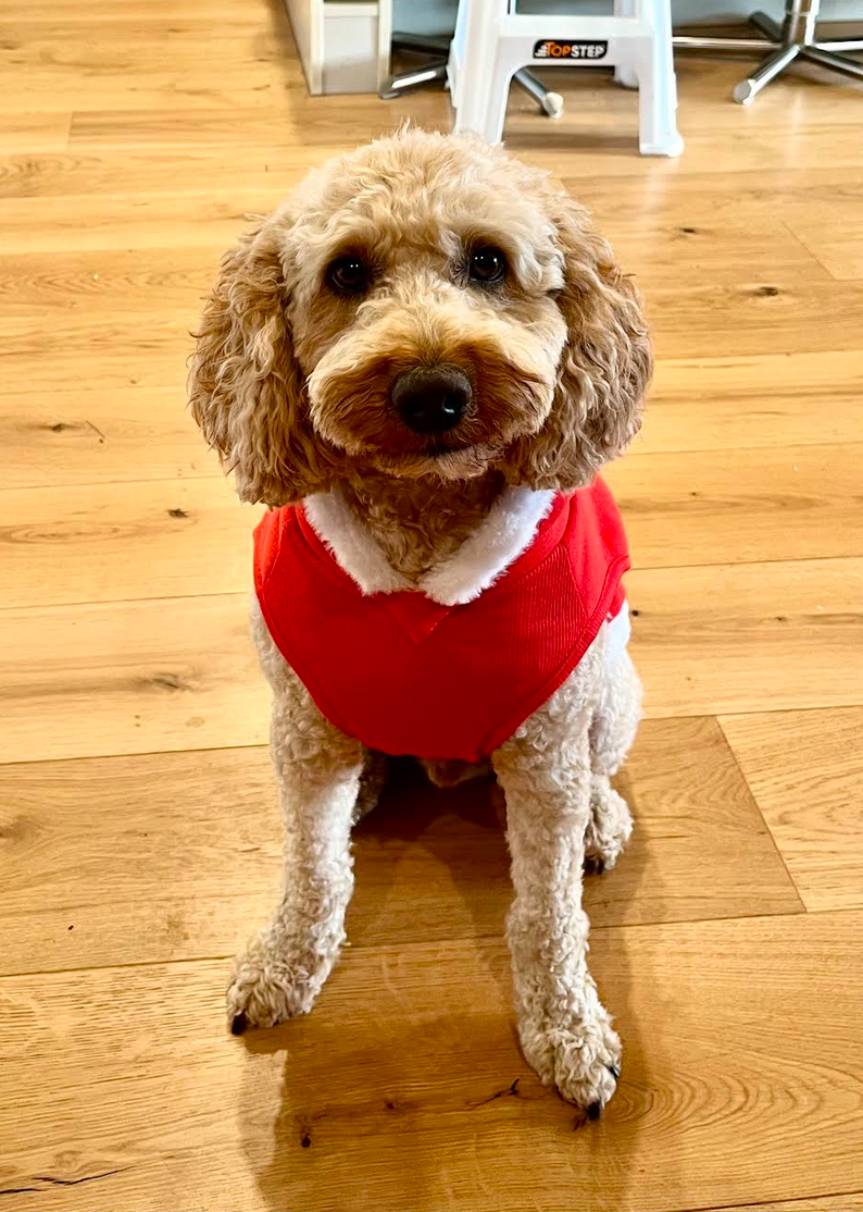 Alphie the dog in a red jumper
